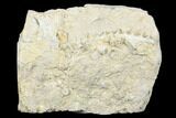 Archimedes Screw Bryozoan Fossil - Alabama #178220-1